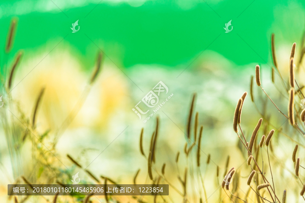 蘆葦大光圈唯美背景