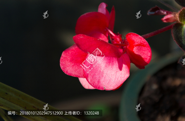 紅花