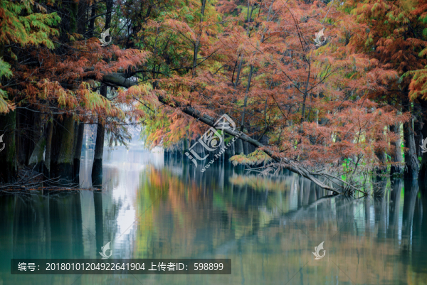 紅杉樹林秋色