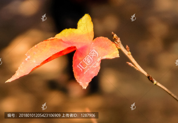 紅葉