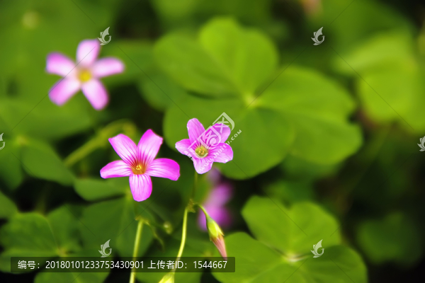 紅花酢醬草