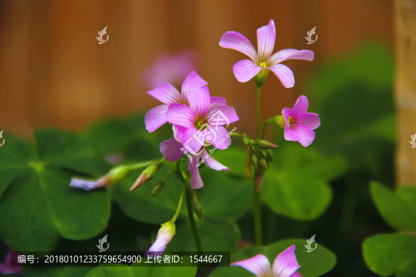 紅花酢醬草