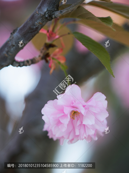 一朵櫻花