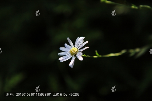 小花,花朵