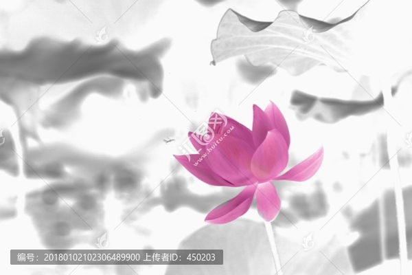 水墨荷花