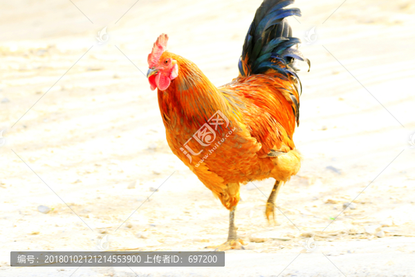 大公雞