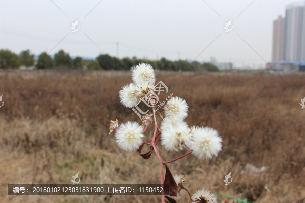 野草野花,,千里光