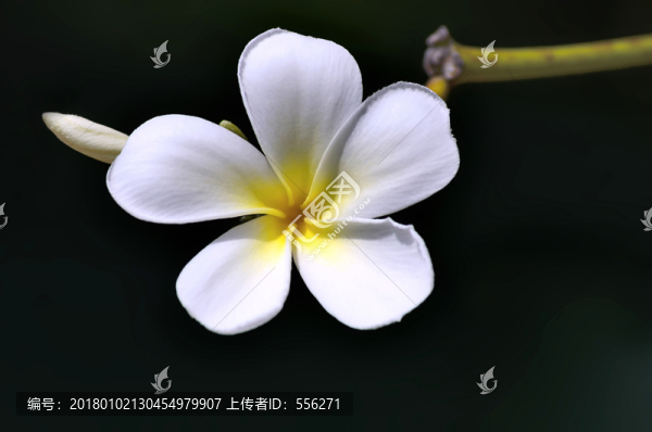 雞蛋花