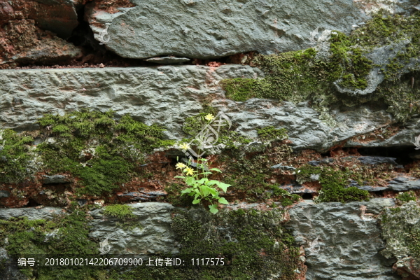墻面,苔蘚小綠植
