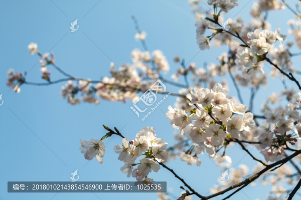 櫻花
