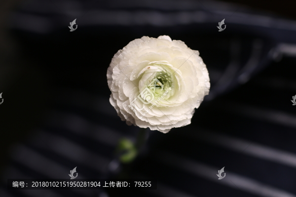 洋牡丹