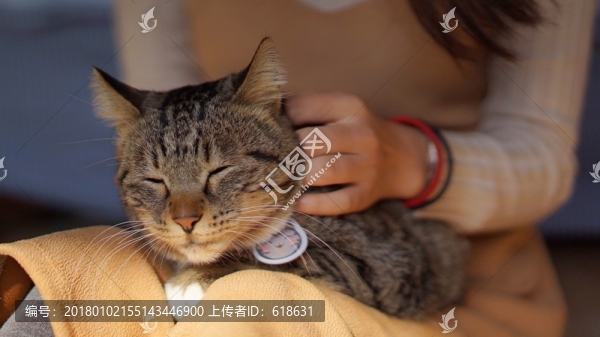 貓咪