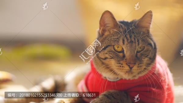 貓咪