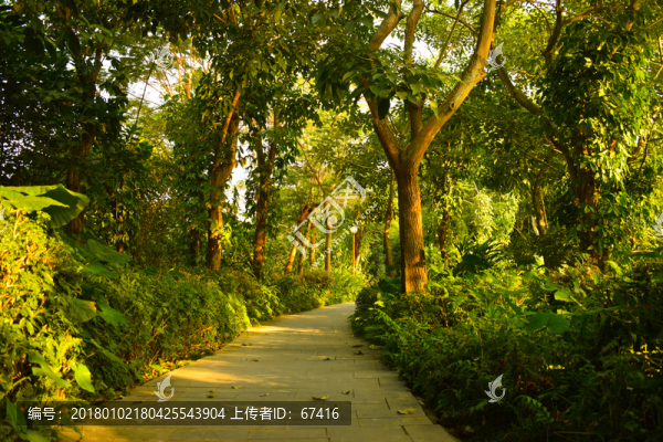 林蔭小路