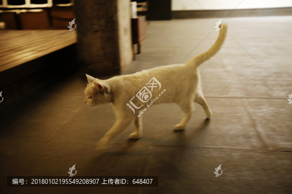 四處蹓跶的小白貓