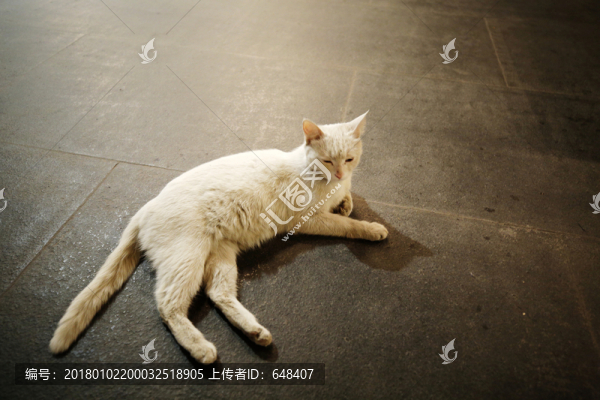 發(fā)呆的小白貓