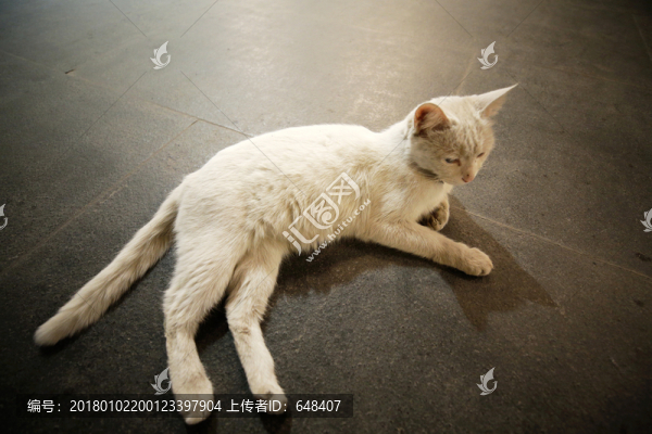 發(fā)呆的小白貓