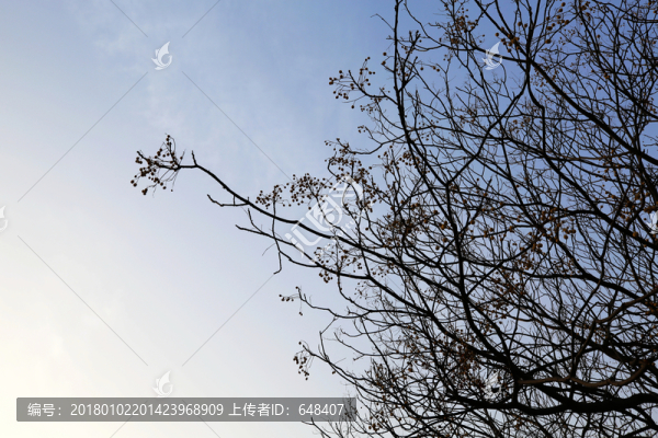 冬天樹枝剪影
