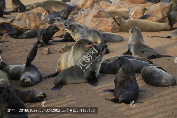 海獅