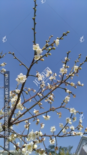 白梅,梅花