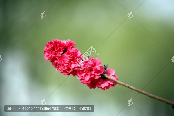 紫荊花