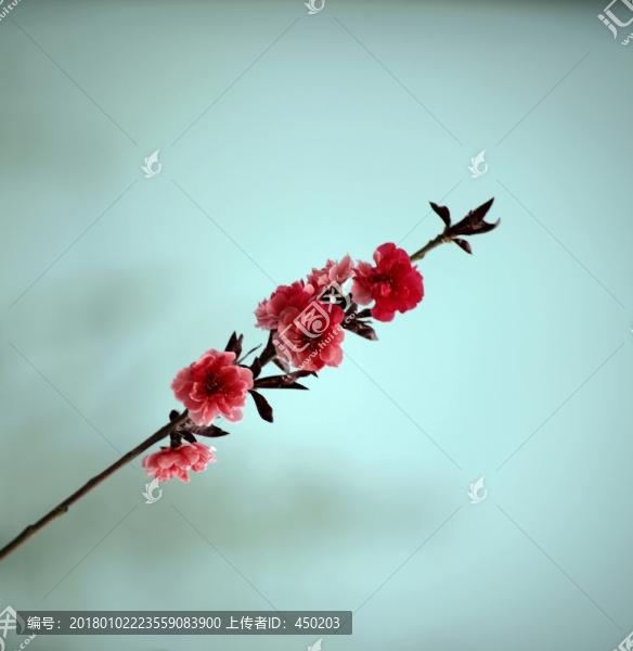 紫荊花