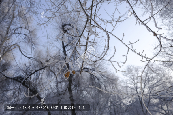 冬天的樹林