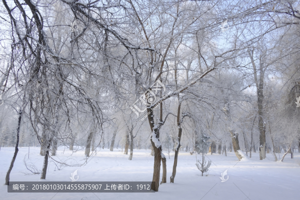 冬天的樹林