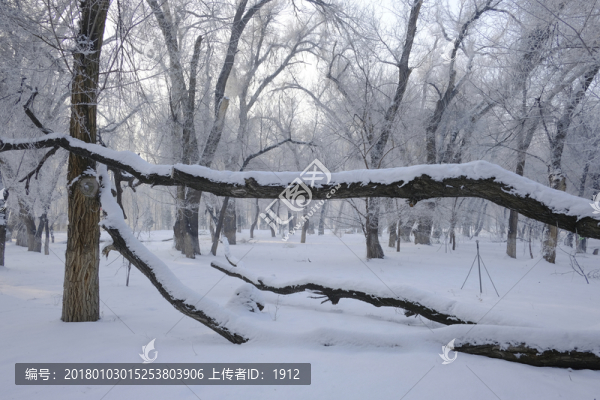 樹林