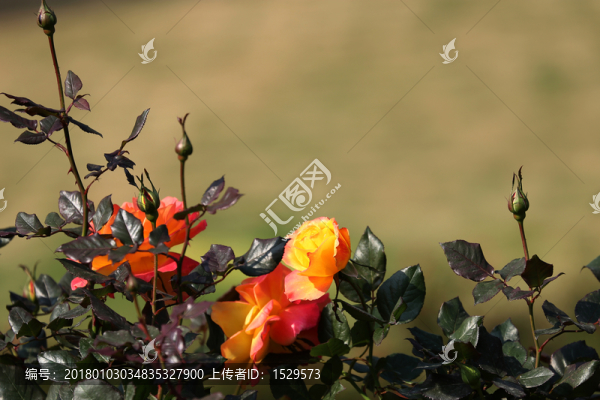 玫瑰花