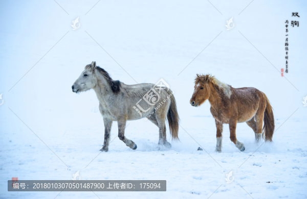 壩上雪中奔馬