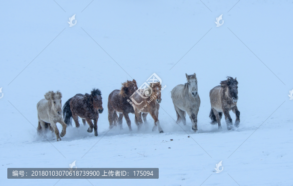壩上雪中奔馬