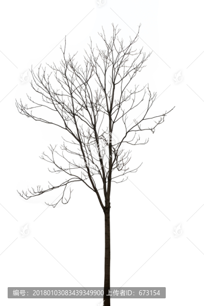 樹木剪影
