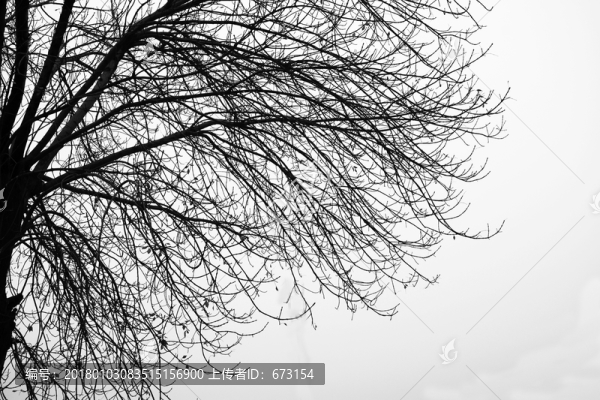 黑白樹枝