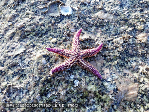 海星