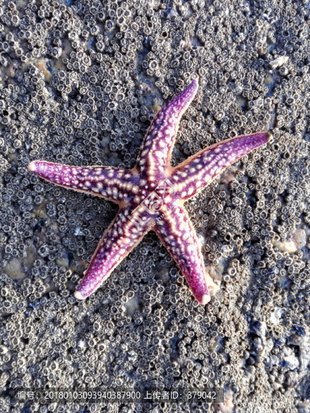 海星