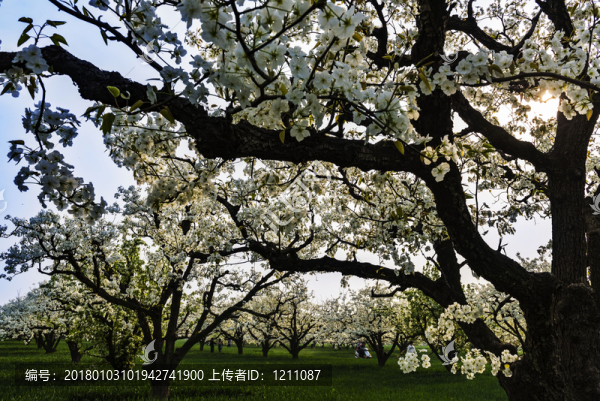 百年梨園