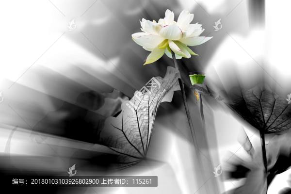 夢幻水墨荷花