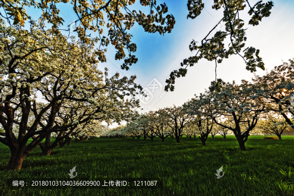 百年梨園