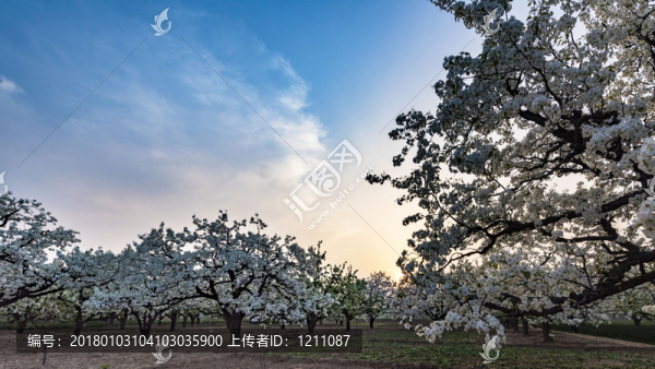 百年梨園