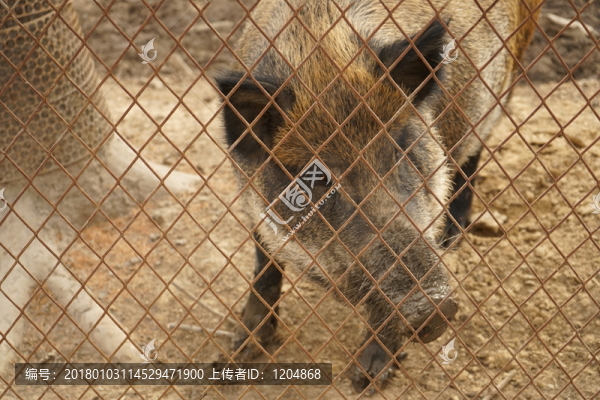 野豬