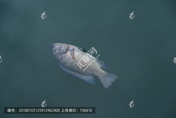 死魚