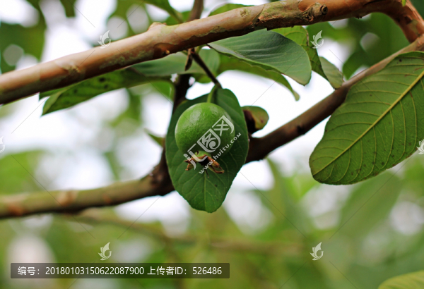 番石榴,樹