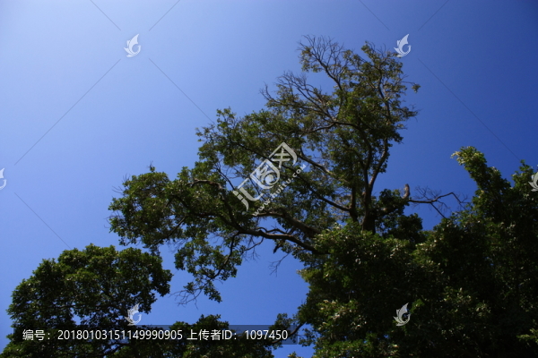榕樹