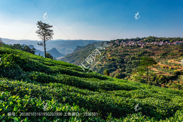 下巖貝,遠(yuǎn)山茶園