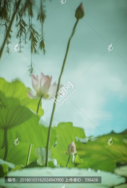 荷花