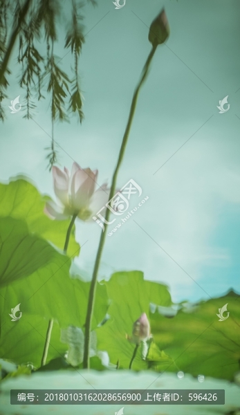 荷花