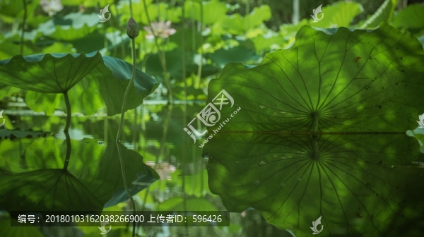 荷花