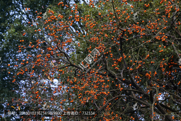 柿子紅了