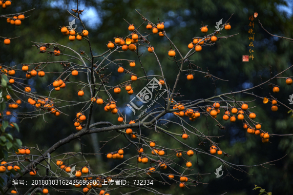 柿子紅了